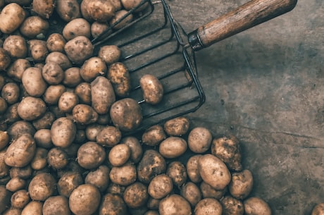变身美食达人，教你如何用土豆来做出健康美味料理