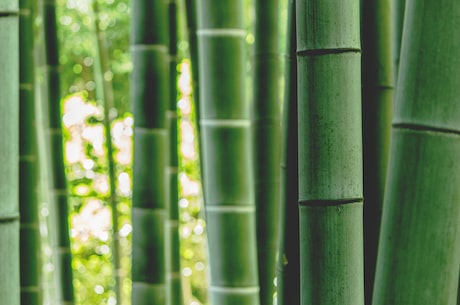 竹子的寓意与象征