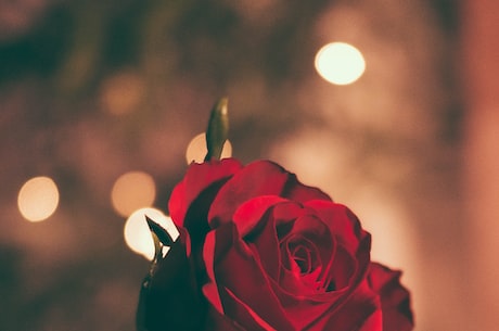 19朵玫瑰的花语及寓意