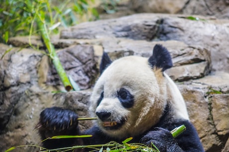 秦岭大熊猫成为保护重点