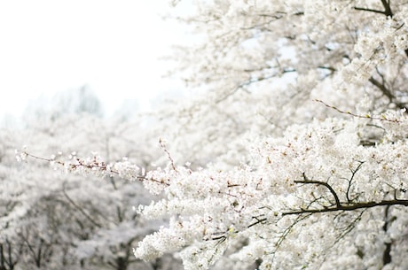 吃了这款樱花果冻，不用亲自在日本赏樱也能感受春天的气息！