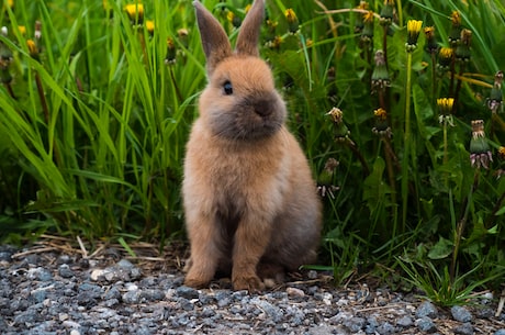 小兔子的故事：勇敢独立、励志成长